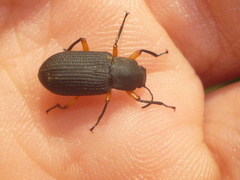 Haplandrus fulvipes