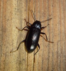 Strongylium terminatum