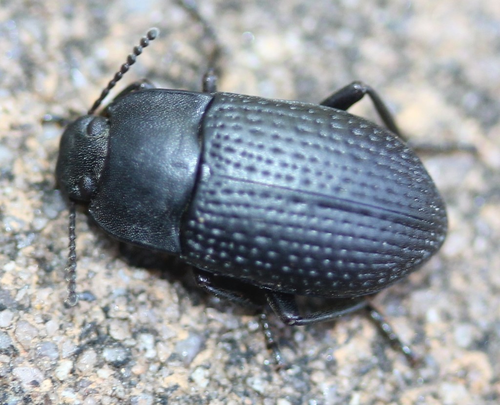 Alaetrinus minimus (Darkling Beetles (Tenebrionidae) of Virginia