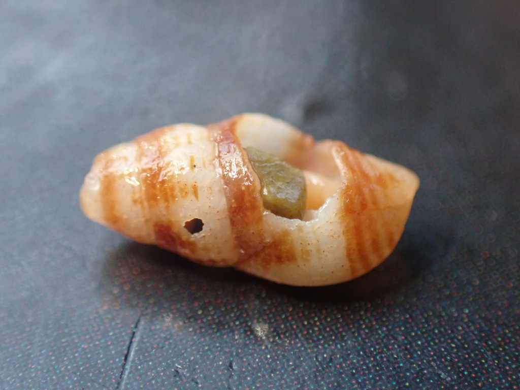 Engina australis from Emerald Beach NSW 2456, Australia on August 5 ...