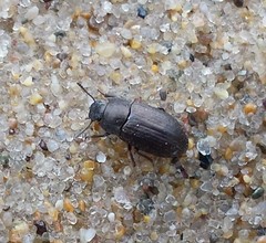 Blapstinus metallicus