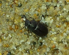 Blapstinus metallicus