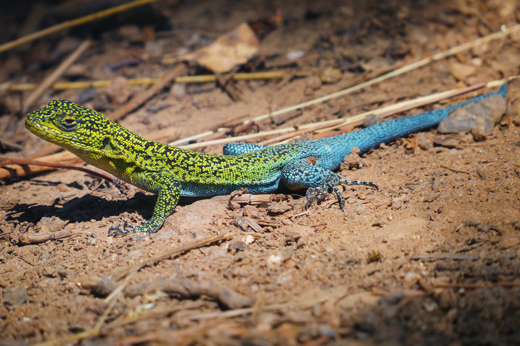 Thin Tree Iguana