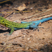 Blue-Green Smooth-throated Lizard - Photo (c) Claudio Maureira, some rights reserved (CC BY-NC-SA), uploaded by Claudio Maureira