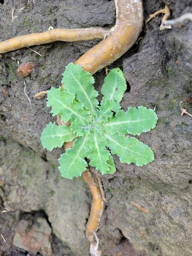 Image of Sonchus kirkii by (c) Julia Palmer, some rights reserved (CC BY-SA)