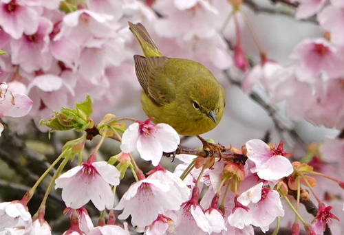 Orange-crowned Warbler, photo 7 of 8