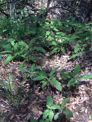iNaturalist observation photo of Hummingbird Sage