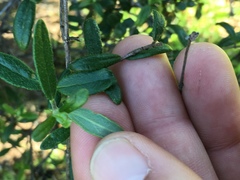 Lonicera subspicata subspicata