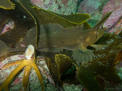 Cristiceps aurantiacus