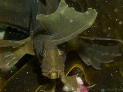 Cristiceps aurantiacus