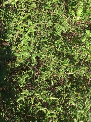 Lonicera subspicata subspicata