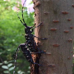 Anoplophora glabripennis