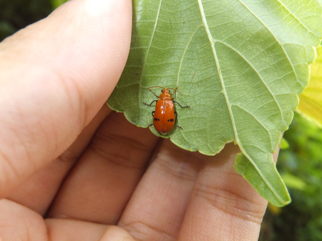 Aulacophora bicolor in August 2012 by hakkahamushi · iNaturalist