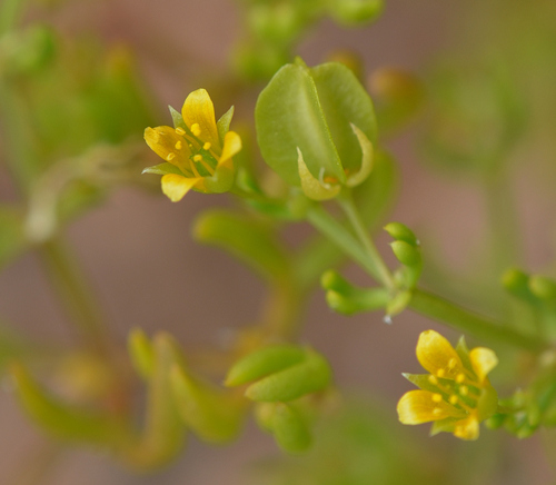 Roepera eremaea (Roepera eremaea)
