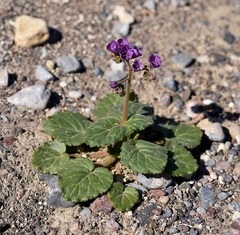 Phacelia pachyphylla