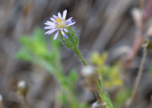 Image of Vittadinia dissecta by (c) James (Jim) Duggan, some rights reserved (CC BY-SA)