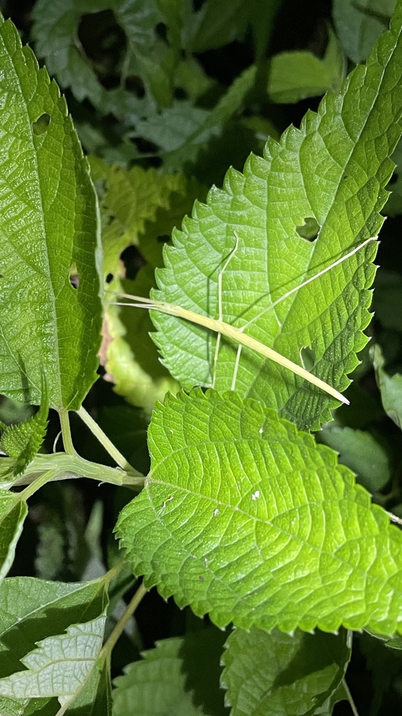 Pickwick Insect Pinkwing Stick Insect in August 2023 by tofuinsect · iNaturalist