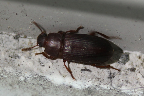 Yellow Mealworm Beetle photo 6