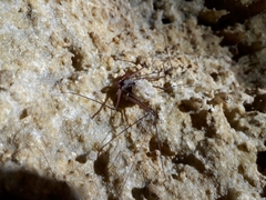 Paraphrynus chacmool