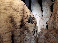 Paraphrynus chacmool