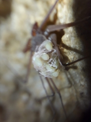 Paraphrynus chacmool