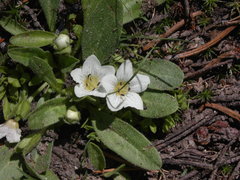 Hesperochiron pumilus