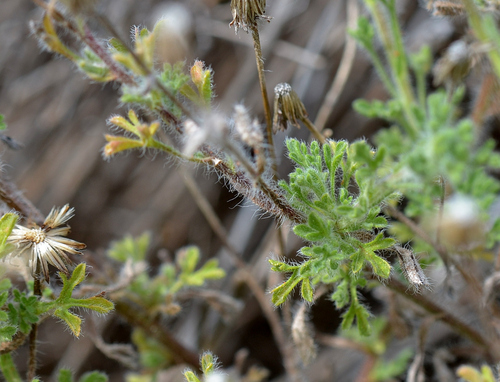 Image of Vittadinia dissecta by (c) James (Jim) Duggan, some rights reserved (CC BY-SA)