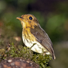 Grallaricula flavirostris