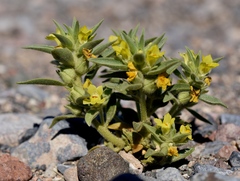 Mohavea breviflora