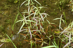 Persicaria trigonocarpa