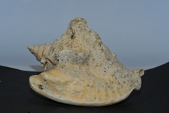 Macrostrombus costatus