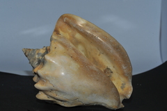 Macrostrombus costatus