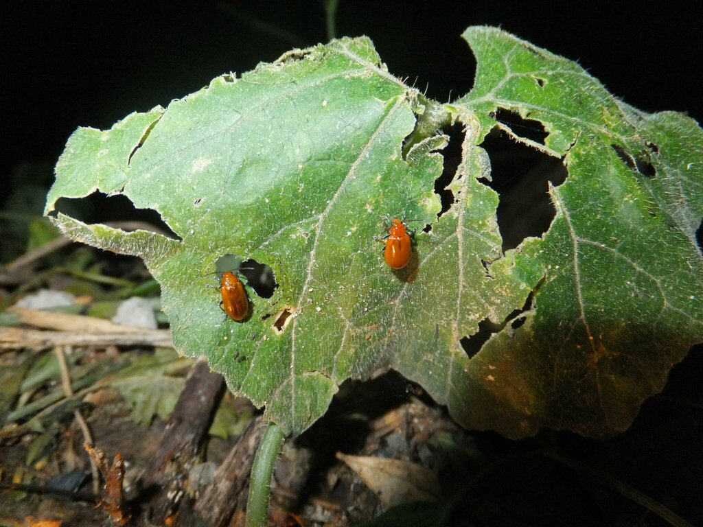 Aulacophora indica in August 2012 by hakkahamushi · iNaturalist