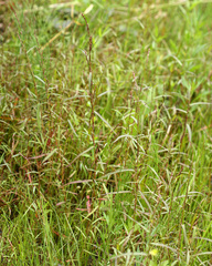 Persicaria trigonocarpa