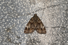 Microdes diplodonta