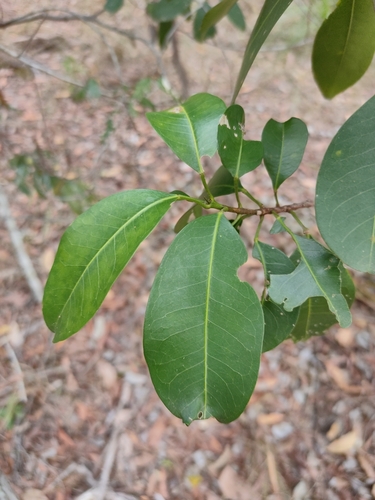 Image of Acronychia imperforata by (c) Tony van Kampen, some rights reserved (CC BY)
