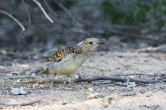 Spotted Bowerbird photo 2