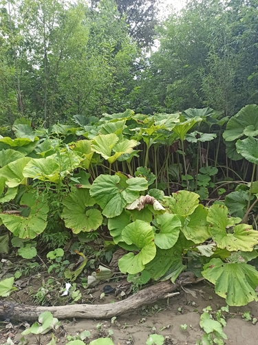 Giant Butterbur