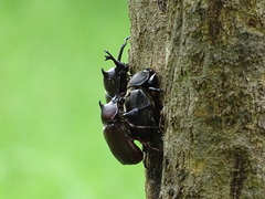 Trypoxylus dichotomus tsunobosonis