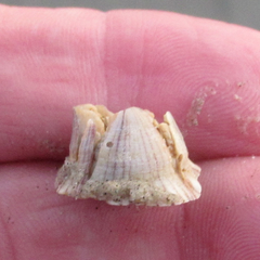 Amphibalanus reticulatus