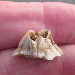 Amphibalanus reticulatus