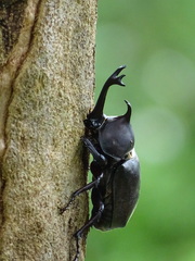 Trypoxylus dichotomus tsunobosonis