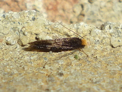 Doleromorpha porphyria