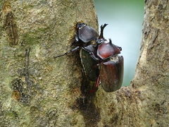 Trypoxylus dichotomus tsunobosonis