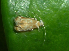 Dryadaula terpsichorella image