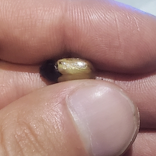 Cyclocephala melanocephala photo 2