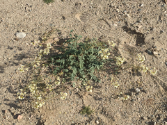 Chylismia claviformis aurantiaca