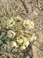 Chylismia claviformis aurantiaca