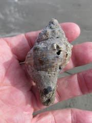 Biflustra arborescens