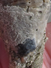 Biflustra arborescens